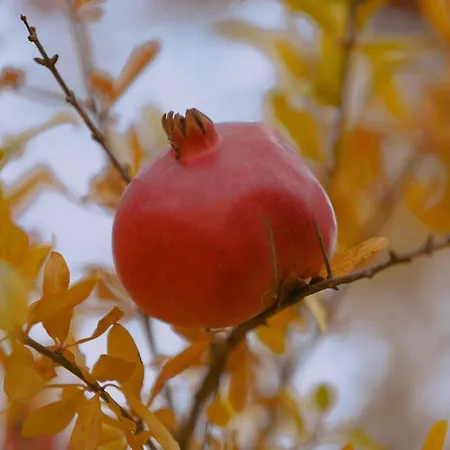샬레 Village Bashaj