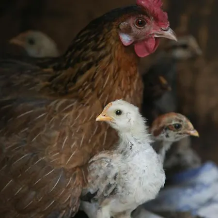 Village 샬레 Bashaj