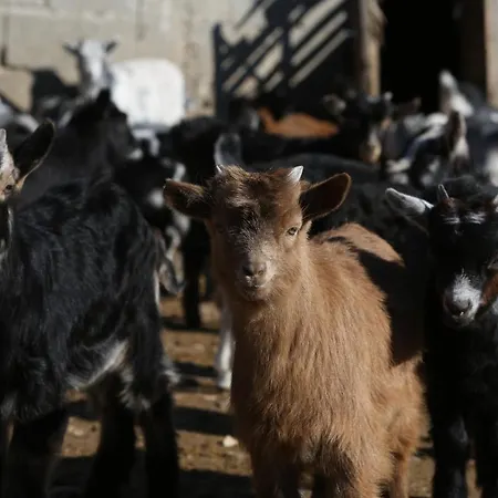 Village 샬레 Bashaj