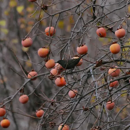 Village 샬레 Bashaj